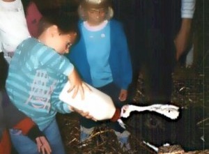 Child Feeding Calf Child Feeding Calf