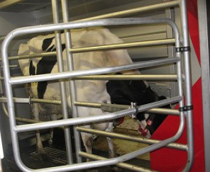 Milking Cow Milking Cow