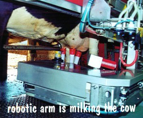 Robotic Arms Milking Cow